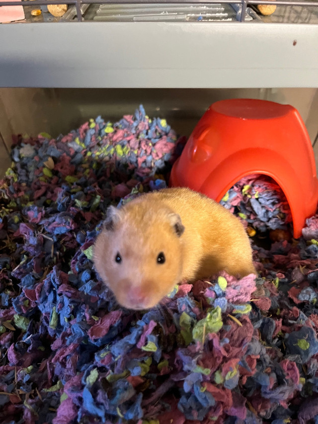 Hamster and accessories  in Small Animals for Rehoming in La Ronge
