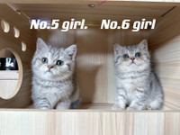 Silver shaded British shorthair kittens ready now 
