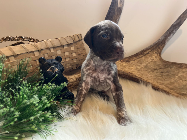 German shorthair Pointer GSP in Dogs & Puppies for Rehoming in Moncton - Image 3
