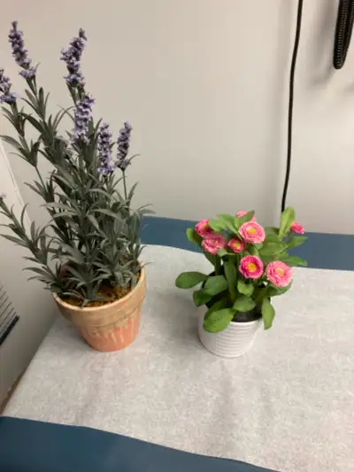 House plastic Plants, View more