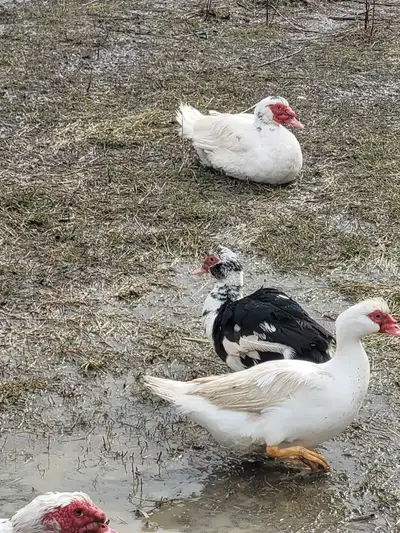 muscovy pair, View more