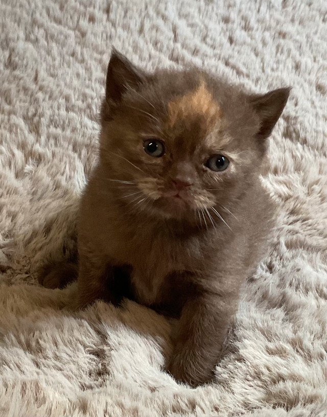 8 Gorgeous British Shorthair Babies! in Cats & Kittens for Rehoming in Charlottetown - Image 2