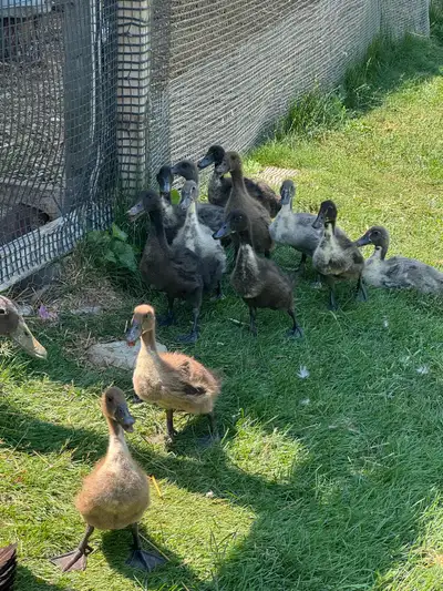 Ducks for sale, View more