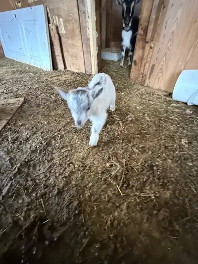 I have 1 Pygmy/ Nigerian goat born on November 26 2025. they are friendly pets great pet follow me a...