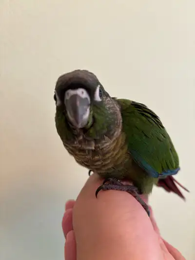 Green Cheek Baby Conure , View more