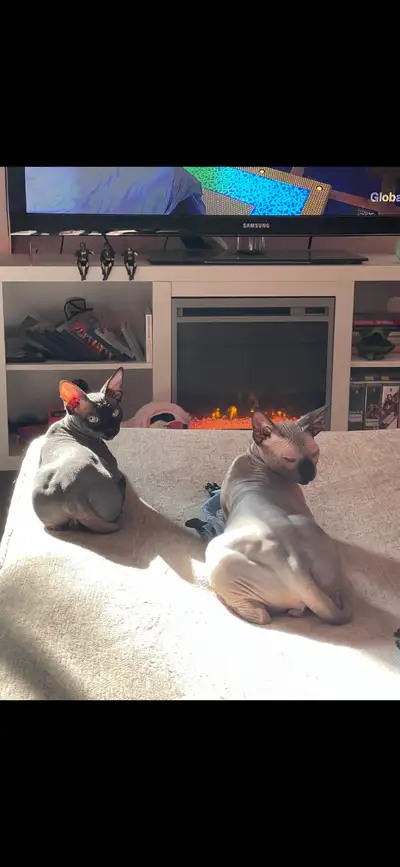 5 year old Bambino and Sphynx cats looking for new home. They have lived together since they were ki...