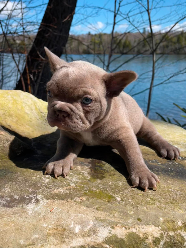 French bulldog puppies in Dogs & Puppies for Rehoming in City of Halifax - Image 2