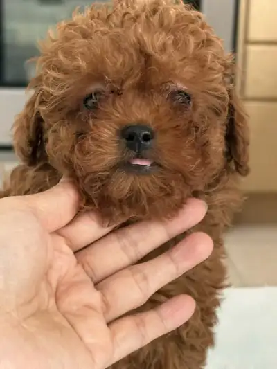 Dark red tiny toy poodle , View more