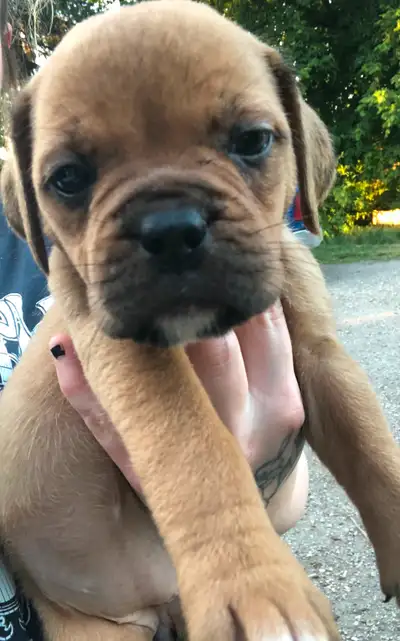 Adorable Mastiff/Bulldog Puppies, View more