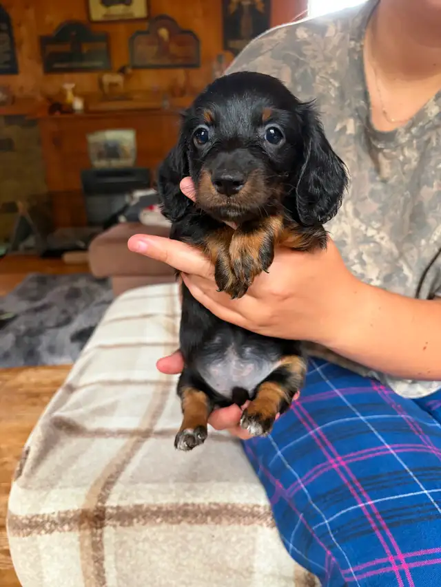Teckel miniature poil long in Dogs & Puppies for Rehoming in Trois-Rivières - Image 2