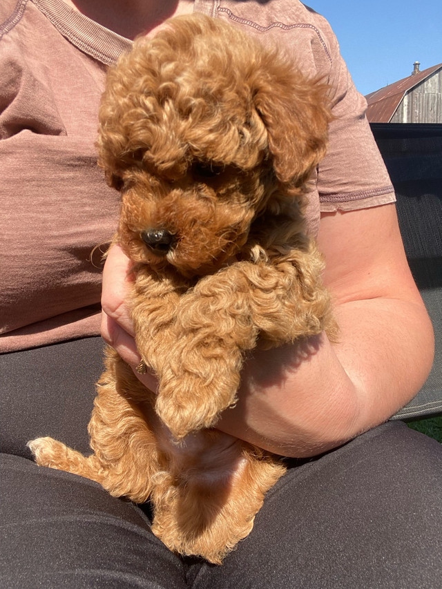 Toy poodle puppies  in Dogs & Puppies for Rehoming in Hamilton