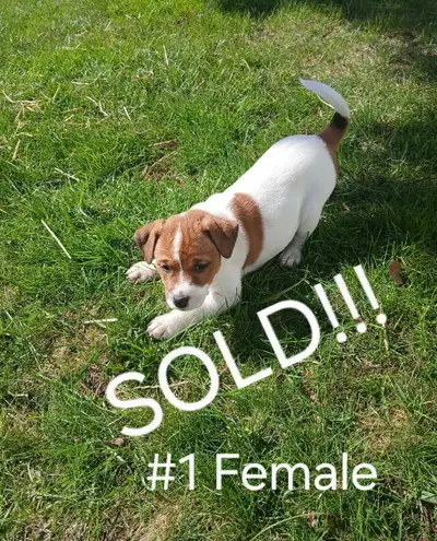 Jack Russell Puppies, View more