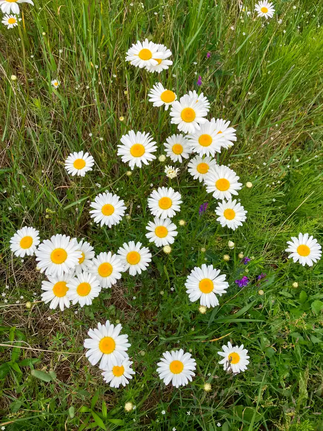 Gardening and Landscaping Assistance
