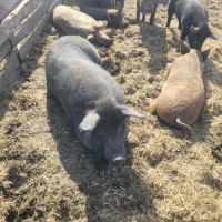 Pigs for sale