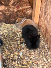 Young rabbits for sale