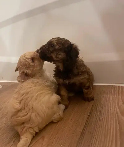 Bichon x Poodle pups for sale!