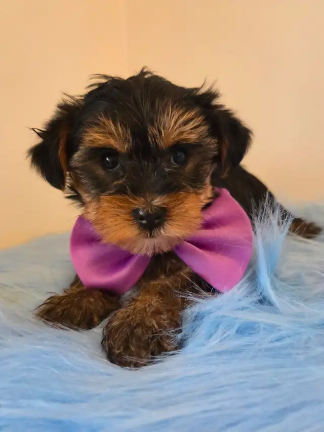 ♡♡Wow  magnifiques  morki ♡♡ in Dogs & Puppies for Rehoming in Laurentides - Image 4