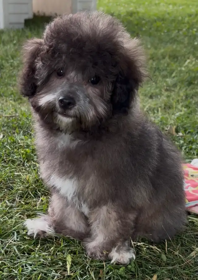 Mini Red Poodle x Bichon Puppy in Dogs & Puppies for Rehoming in Winnipeg - Image 2