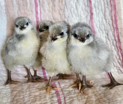 Purebred Lavender Orpington Hatching eggs - $25/dozen From good lines Located between Dutton and Mel...