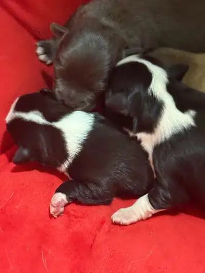 Chihuahua puppies, View more