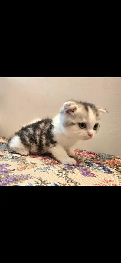 Purebred Scottish fold kitten, View more