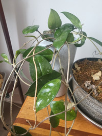 Pitcher plant and Hoya for sale