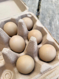 Pheasant Fertilized Hatching Eggs