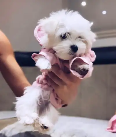 HIGH QUALITY MALTESE PUPPIES, View more