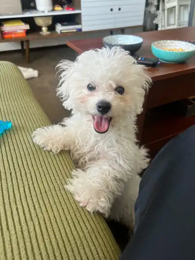 bichon frise puppy, View more