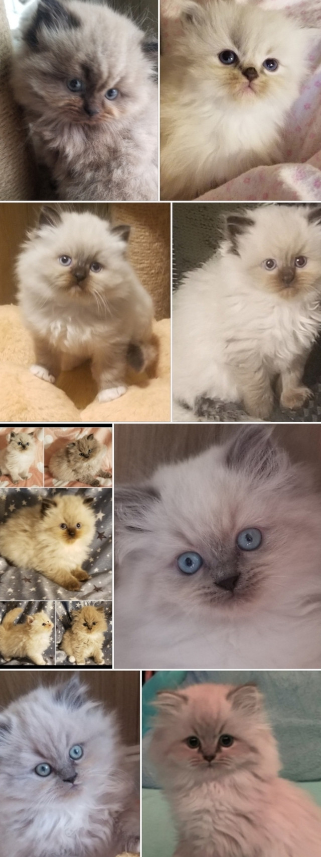 Persian Ragdolls  in Cats & Kittens for Rehoming in Belleville - Image 4