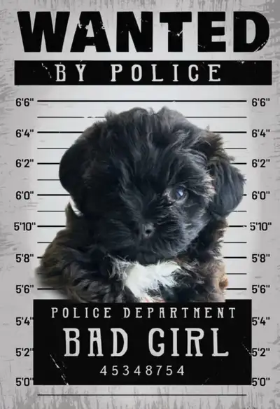 Yorkie poo, View more