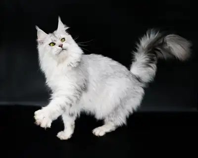 European Maine Coon Kitten, Dog Friendly Future Adventure Cat!, View more