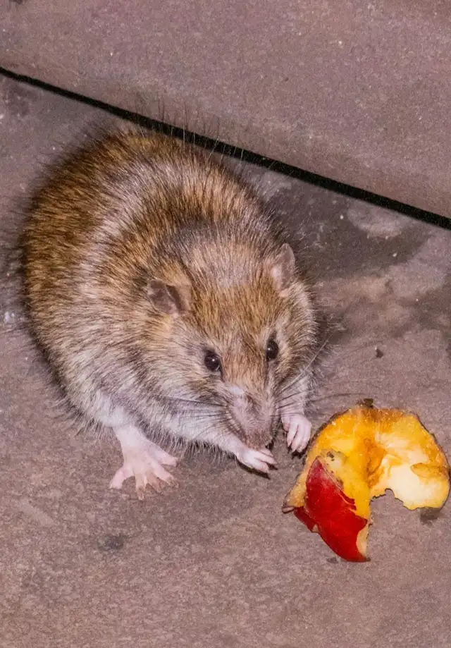 Pest Control522608100980172802