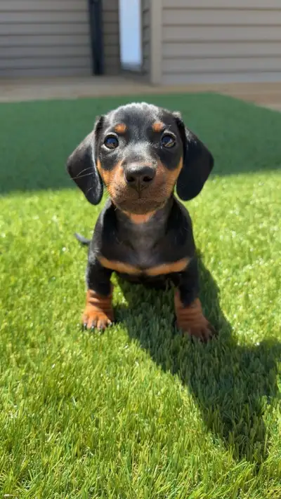 Mini Dachshund Puppies, View more
