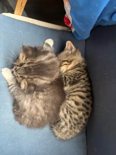 chatons mâle & femelle, View more