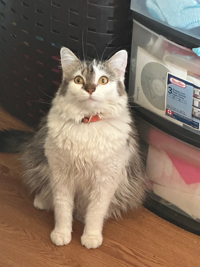 Norwegian Forest Cat for Sale Cats & Kittens for Rehoming City of