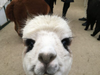 Family-Friendly Alpaca Tours – Join the Excitement!