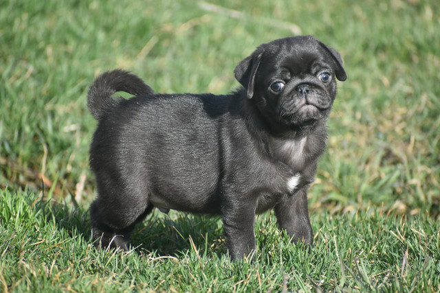 Pug Puppies in Dogs & Puppies for Rehoming in Trenton - Image 4