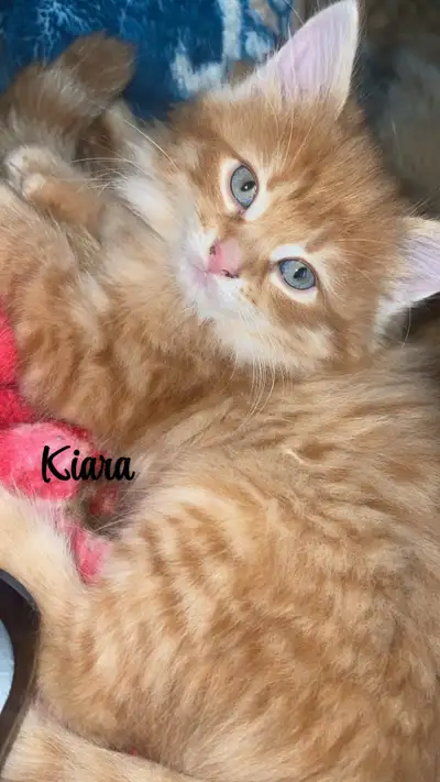 Maincoon/Tabby mixed kittens, View more