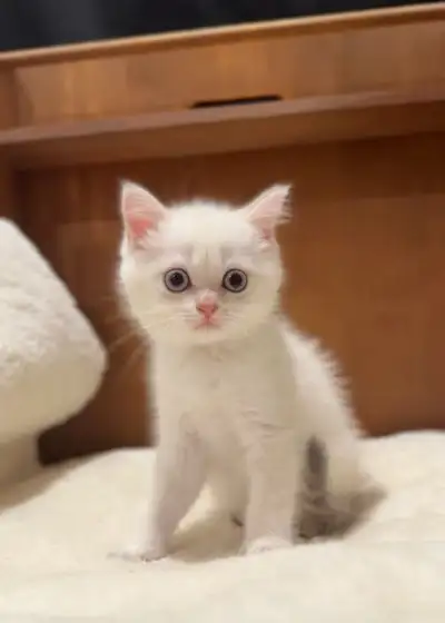 Cute British Shorthair Golden Blue colorpoint Sister, View more