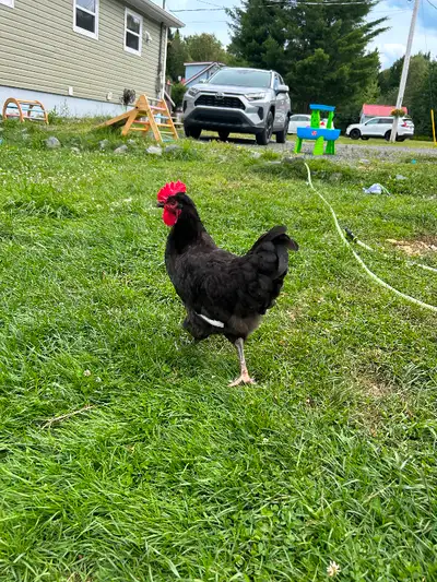 I have 2young roosters looking for new homes. They are very nice and were born easter weekend, only...