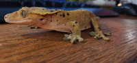 Male Ink Spot Dalmation Crested Gecko