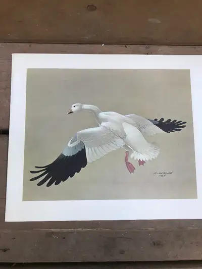 CHRISTMAS CARD 1960s LANSDOWNE CARLING CONSERVATION CLUB, View more