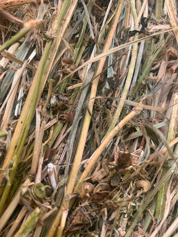 Alfalfa hay for sale Livestock Brantford Kijiji
