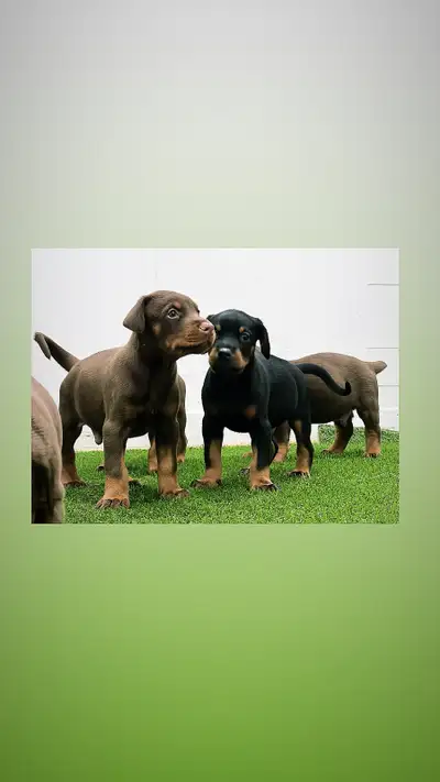 Doberman Européen, View more
