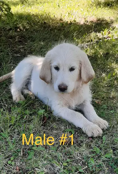 Labradoodle Puppies!, View more