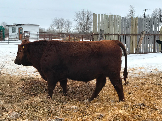 Angus bulls for sale. in Livestock in Winnipeg - Image 2
