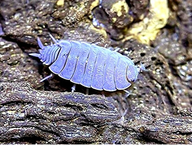 Porcellionides pruinosus 