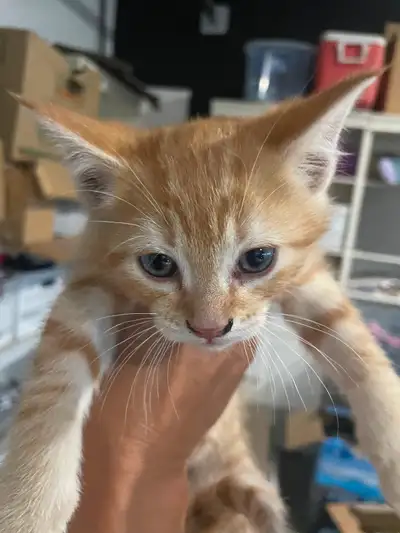 Kittens for sale, litter trained, dry food, and mousers, View more