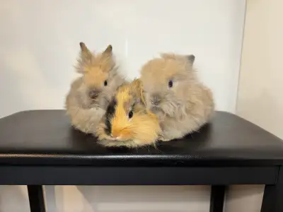 Pure Lionhead Baby Bunnies, View more